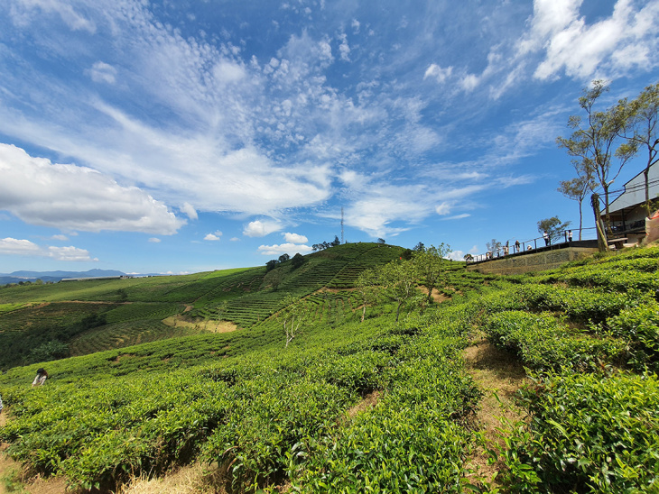 Top 15 địa điểm săn mây Đà Lạt cực đẹp tha hồ check-in