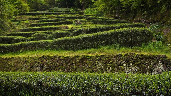 200 triệu đồng một ấm nước trà ở Vũ Di Sơn