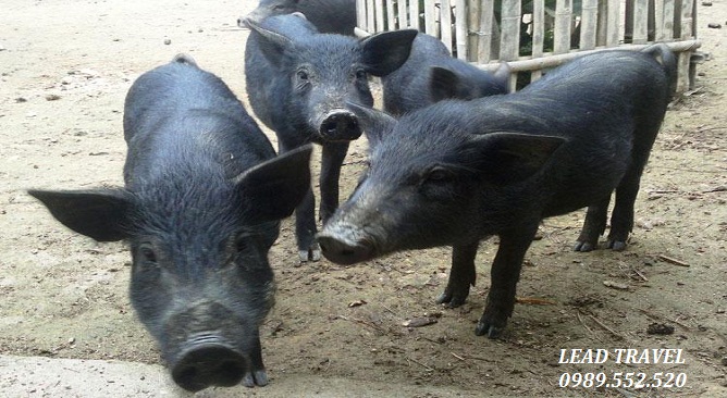 ẩm thực, lợn mán hòa bình – món đặc sản độc nhất vô nhị