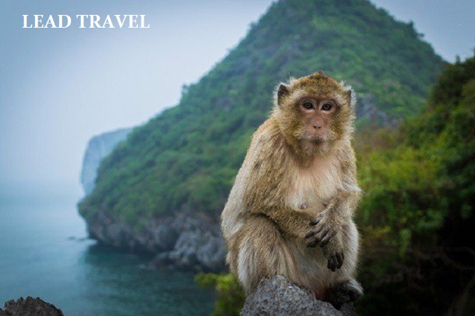 điểm đẹp, đảo khỉ cát bà – toàn bộ thông tin chi tiết, kinh nghiệm du lịch đảo khỉ
