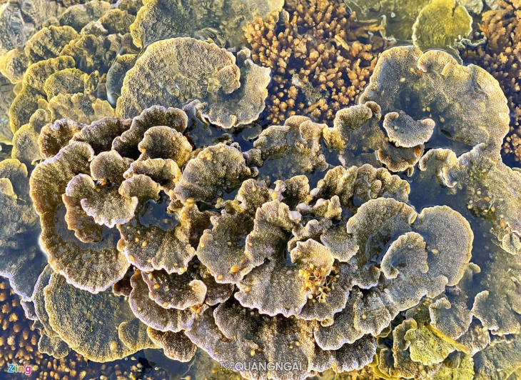 chiêm ngưỡng vẻ đẹp của những rạn san hô đẹp ở quảng ngãi