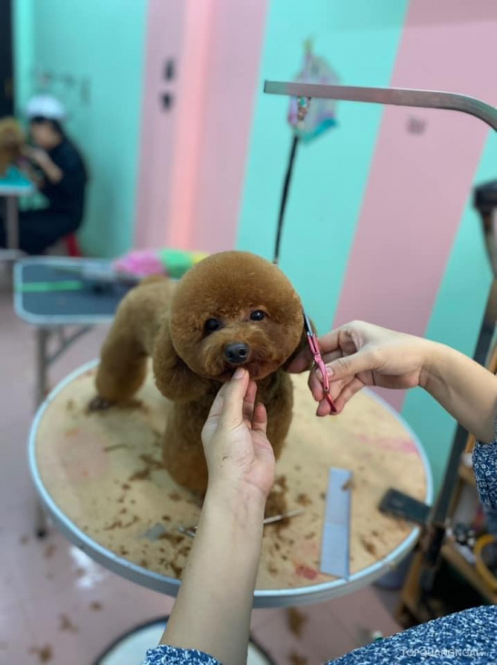 Top 4 dịch vụ cắt tỉa lông thú cưng Quảng Ngãi tốt nhất