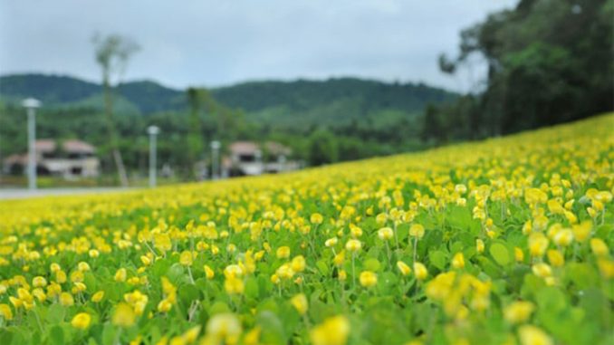 Bãi Xép – Hoa Vàng Cỏ Xanh Phú Yên Đốn Tim Du Khách