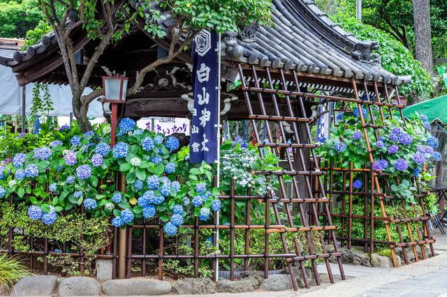 21 địa điểm tuyệt vời nhất để ngắm hoa cẩm tú cầu ở Tokyo
