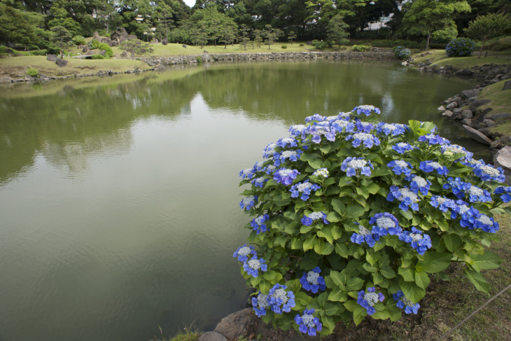 , cẩm tú cầu, điểm đẹp, nhật bản, nhật bản, 21 địa điểm tuyệt vời nhất để ngắm hoa cẩm tú cầu ở tokyo