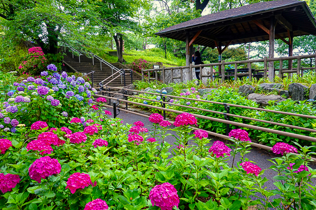 , cẩm tú cầu, điểm đẹp, nhật bản, nhật bản, 21 địa điểm tuyệt vời nhất để ngắm hoa cẩm tú cầu ở tokyo