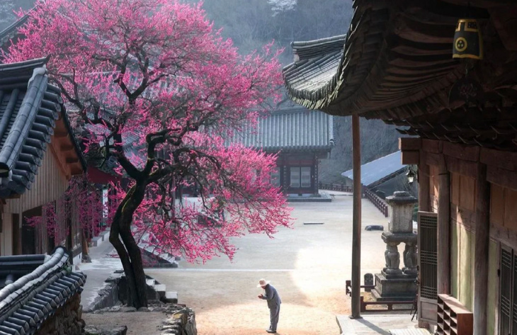 Top 9 ngôi chùa Phật giáo đáng ghé thăm nhất ở Hàn Quốc