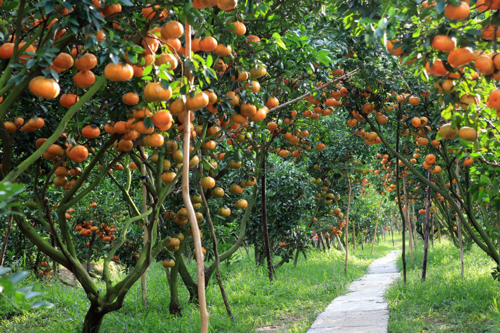 Những vườn trái cây nên ghé thăm gần thành phố Hồ Chí Minh