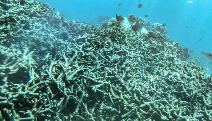 Tỉnh ủy Khánh Hòa yêu cầu báo cáo vụ san hô chết tại Hòn Mun