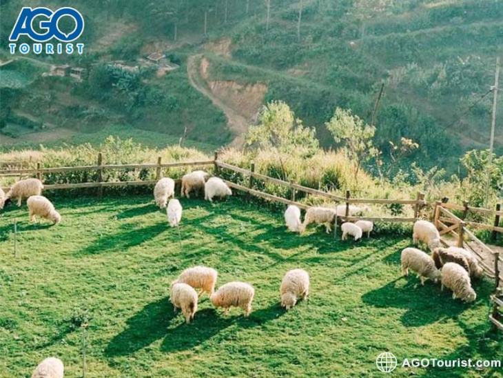 Chika Farm Đà Lạt – Nông trại cừu phong cách Châu Âu tuyệt đẹp