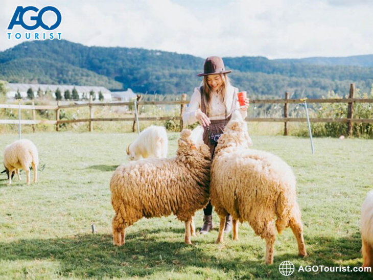 địa điểm,   												chika farm đà lạt – nông trại cừu phong cách châu âu tuyệt đẹp