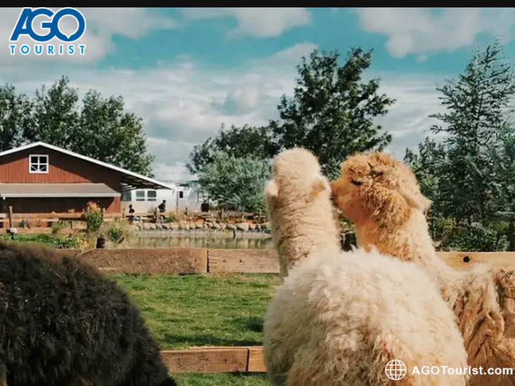 địa điểm,   												chika farm đà lạt – nông trại cừu phong cách châu âu tuyệt đẹp