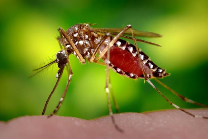 dịch vụ, gợi ý top 9 công ty diệt muỗi cần thơ uy tín chất lượng nhất