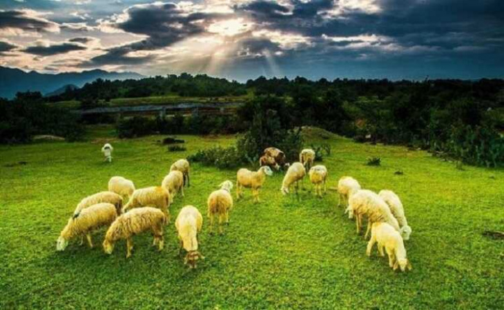 Đồng Cừu An Hòa là nơi bạn tìm hiểu cuộc sống trên thảo nguyên