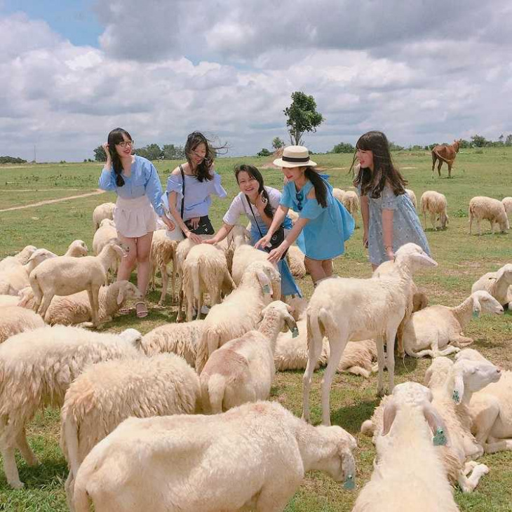 khám phá, trải nghiệm, đồng cừu an hòa là nơi bạn tìm hiểu cuộc sống trên thảo nguyên