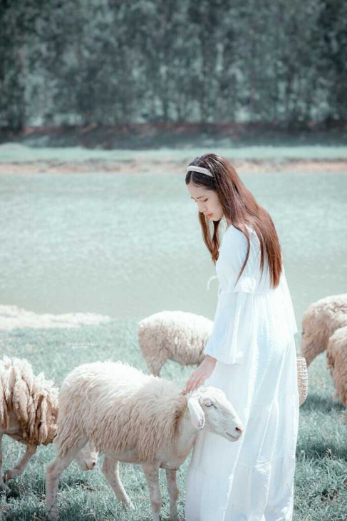 Đồng Cừu Ninh Bình là điểm chụp hình đẹp để check in sống ảo