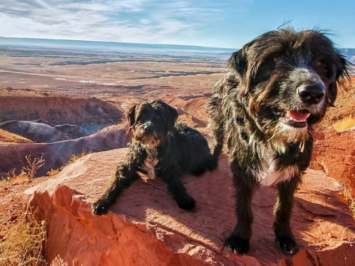 Chàng trai du lịch khắp nước Mỹ cùng 2 chú cún cưng