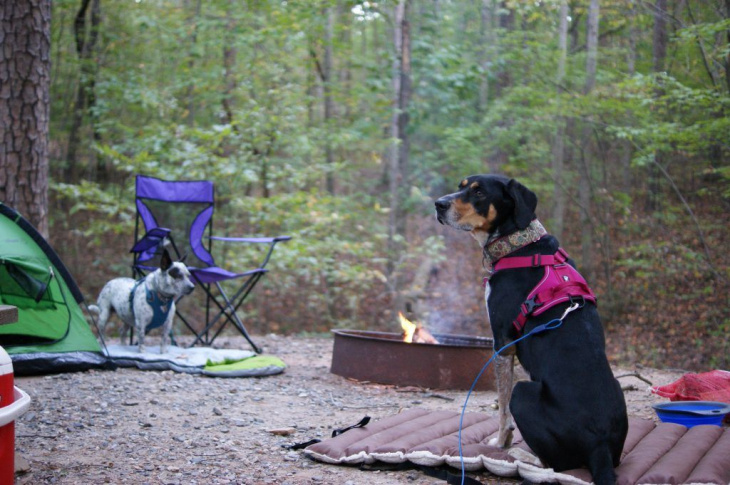 khám phá, kỹ năng, trải nghiệm, 11 lời khuyên khi cắm trại với cún cưng