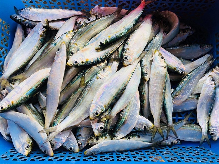 phú quốc, gỏi cá trích phú quốc: đặc sản “độc đáo” đảo ngọc ăn một lần là mê