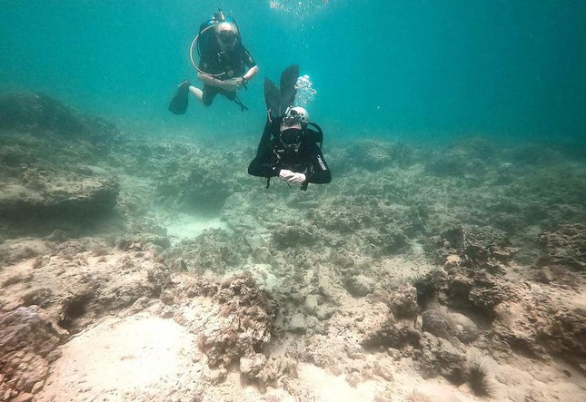 khám phá, nha trang khẩn cấp tạm dừng du lịch lặng biển để cứu san hô
