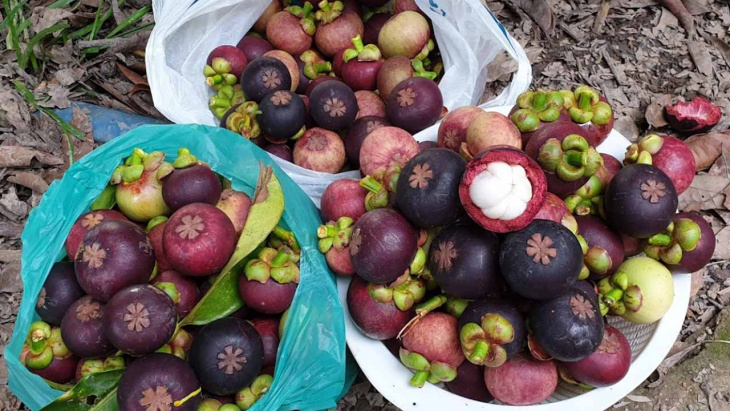 vườn trái cây cái mơn – khám phá “vương quốc trái cây” bến tre