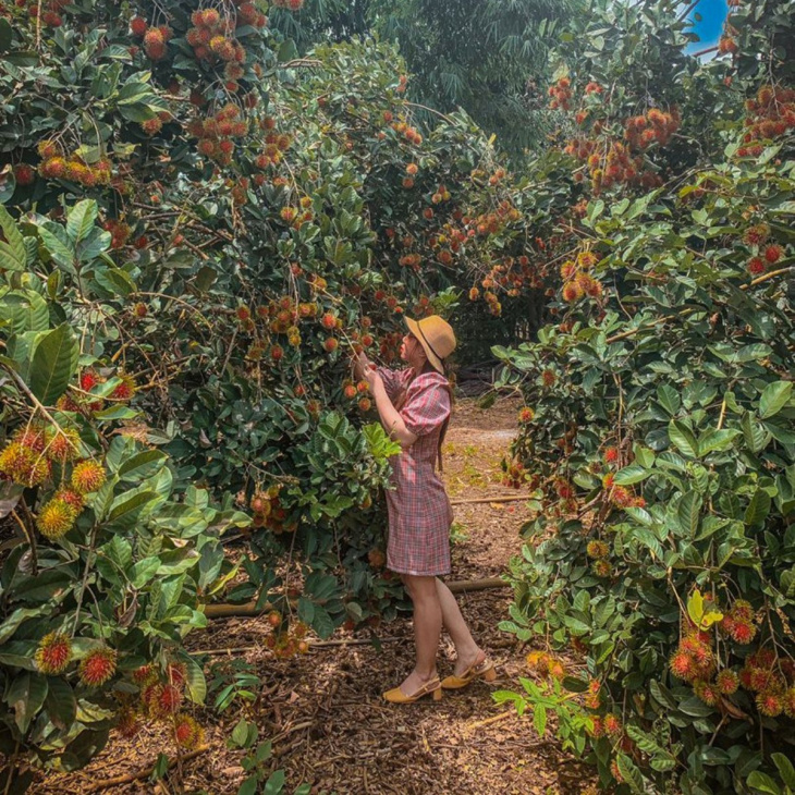 khám phá, trải nghiệm, lập hội càn quét 15 vườn trái cây long khánh vào dịp hè này