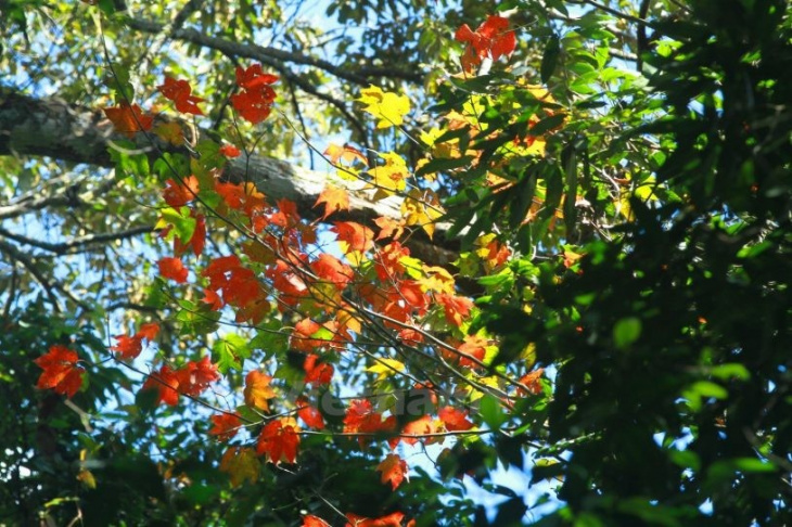 Mê mẩn với cánh rừng lá phong độc nhất vô nhị tại Đà Lạt