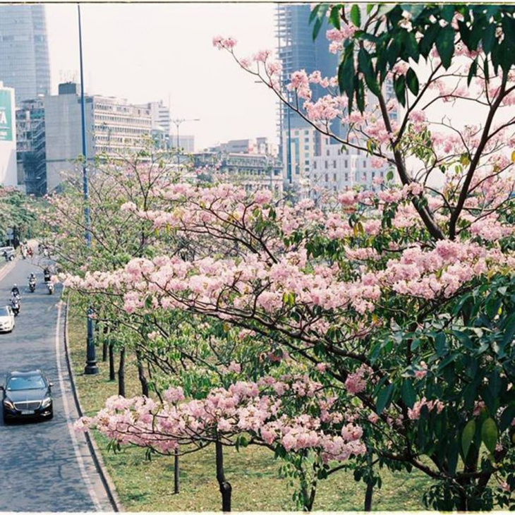 Có một Sài Gòn mùa hoa kèn hồng mộng mơ đến vậy
