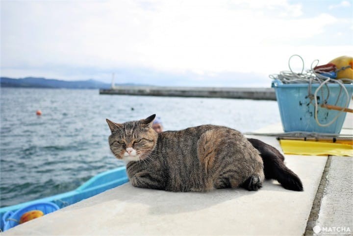 Tashirojima – hòn đảo của những chú mèo mập ú ở Nhật Bản