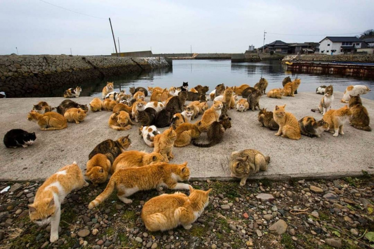 du lịch nhật bản, tashirojima – hòn đảo của những chú mèo mập ú ở nhật bản