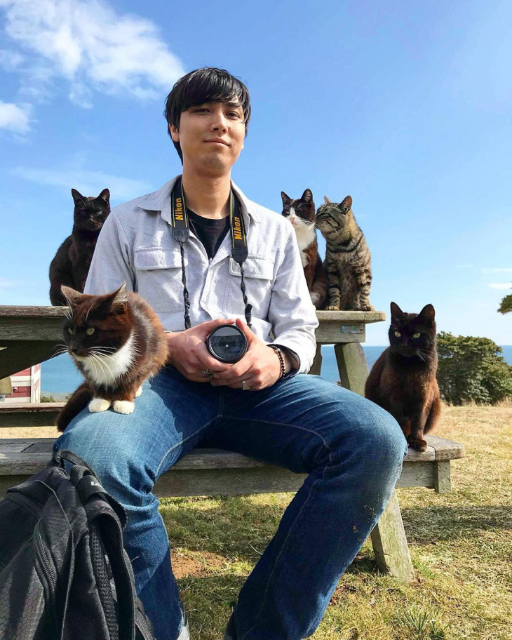 du lịch nhật bản, tashirojima – hòn đảo của những chú mèo mập ú ở nhật bản
