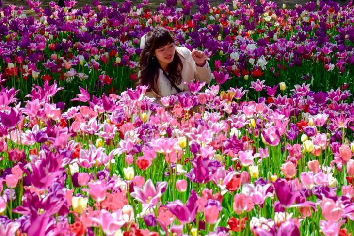 Hitachi: Thiên đường hoa có thật ở Nhật Bản