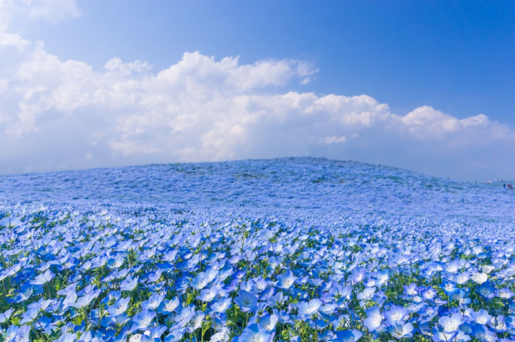 công viên hitachi, du lịch nhật bản, hitachi: thiên đường hoa có thật ở nhật bản
