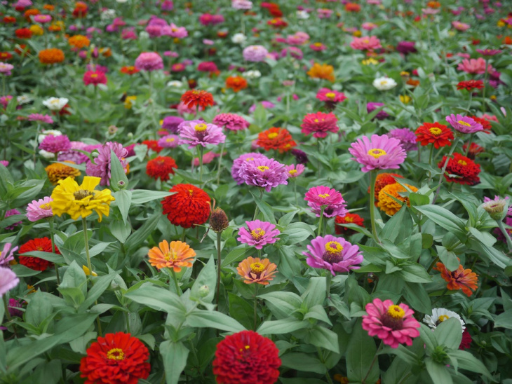 công viên hitachi, du lịch nhật bản, hitachi: thiên đường hoa có thật ở nhật bản