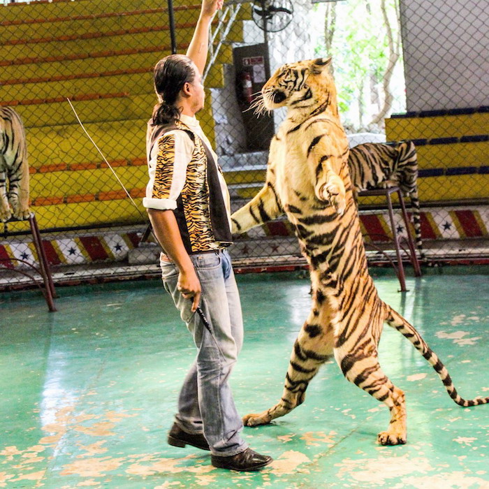 vườn thú sriracha tiger zoo pattaya: vừa đặt chân đến thôi, đã thấy thiên nhiên diệu kỳ rồi!