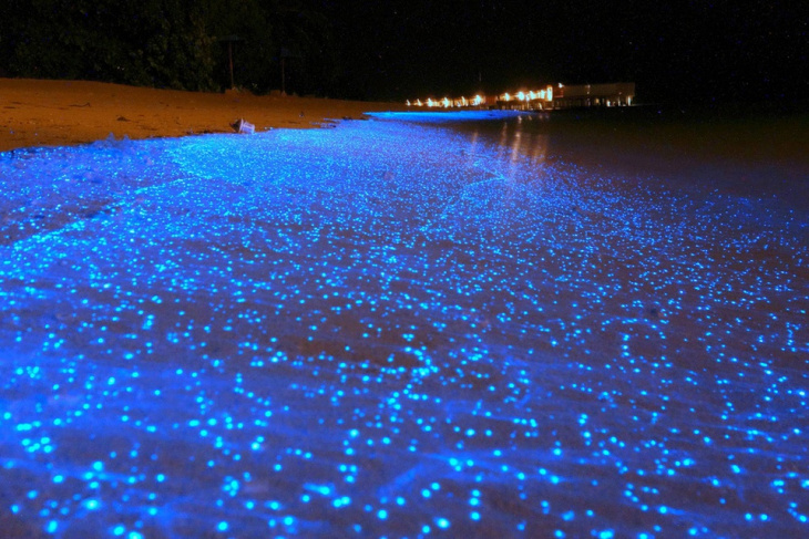 bãi biển bioluminescent, bãi biển boulders, bãi biển giants causeway, bãi biển gulpiyuri, bãi biển mái vòm, bãi biển papakolea, bãi biển vỏ sò, những bãi biển độc nhất vô nhị trên thế giới