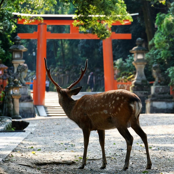 3 ngôi đền cầu duyên “khi đi lẻ bóng, khi về có đôi” linh thiêng ở Nhật Bản