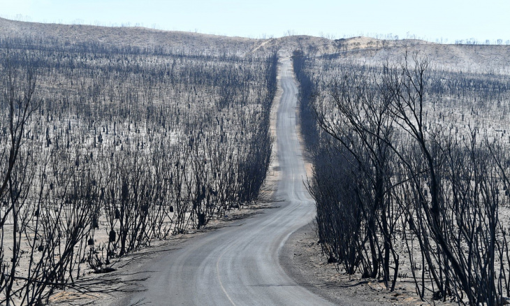 Đảo Kangaroo hoang tàn sau thảm họa cháy rừng