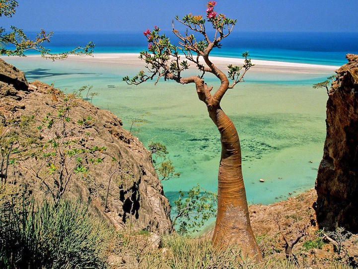đảo socotra, du lịch yemen, hon-dao-dep, vẻ đẹp của hòn đảo đến từ hành tinh khác socotra
