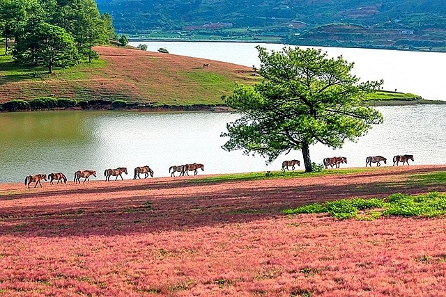 Cao nguyên Langbiang đẹp dịu dàng trong mùa hội cỏ hồng