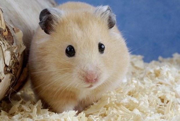 Tổng hợp 6 shop bán chuột Hamster nhiều người yêu thích nhất