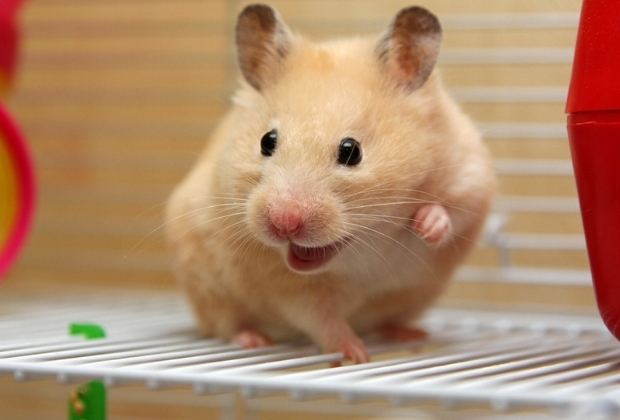 điểm đẹp, tổng hợp 6 shop bán chuột hamster nhiều người yêu thích nhất