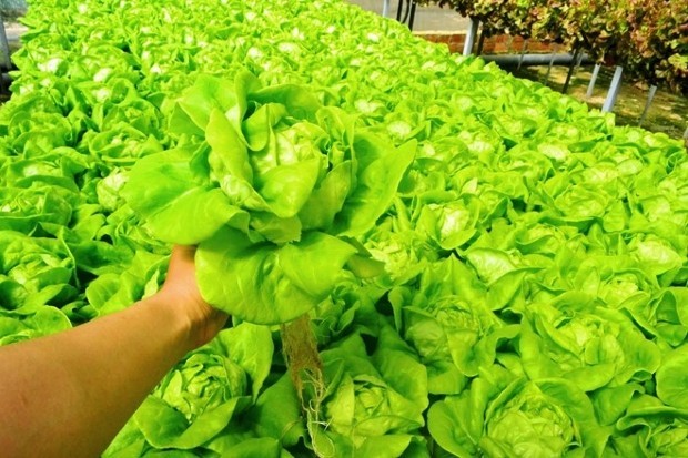 [TOPLIST] 11 dịch vụ trồng rau sạch tại nhà Đà Nẵng chất lượng