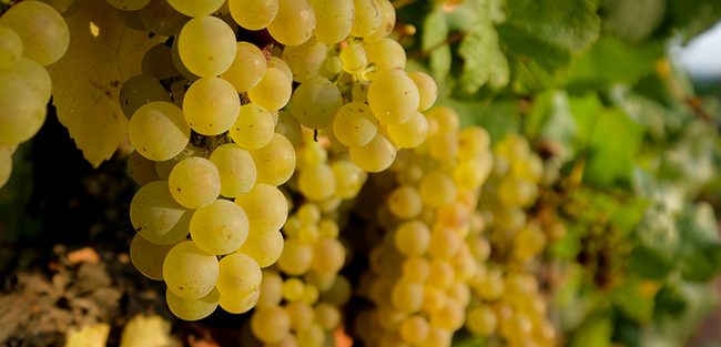 Những giống nho trứ danh làm nên hương vị rượu vang Vinpearl Signature