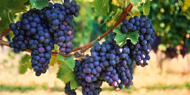 khám phá, trải nghiệm, những giống nho trứ danh làm nên hương vị rượu vang vinpearl signature