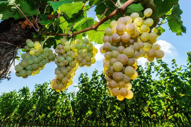 khám phá, trải nghiệm, những giống nho trứ danh làm nên hương vị rượu vang vinpearl signature