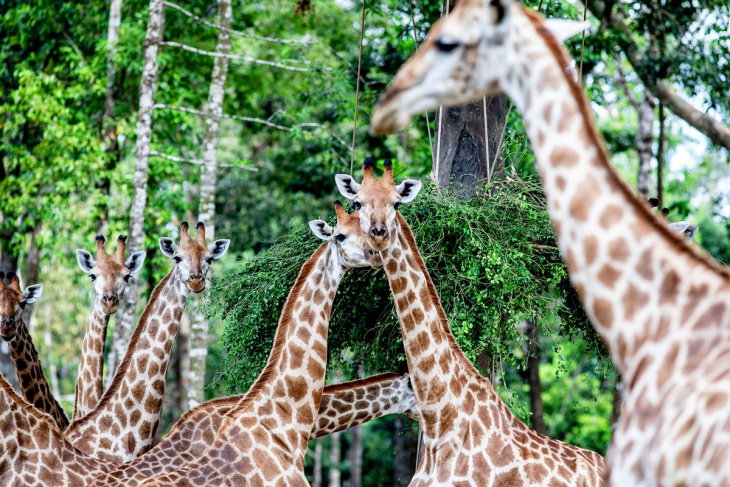 Hé lộ câu chuyện chào đời của những “bé” sơ sinh nửa.. tạ tại Vinpearl Safari Phú Quốc