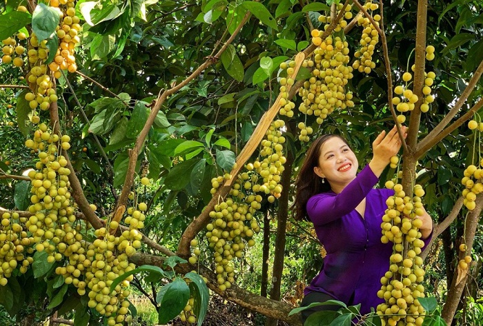 khám phá, trải nghiệm, 15 điểm du lịch vườn trái cây cần thơ sum suê trái ngọt quanh năm