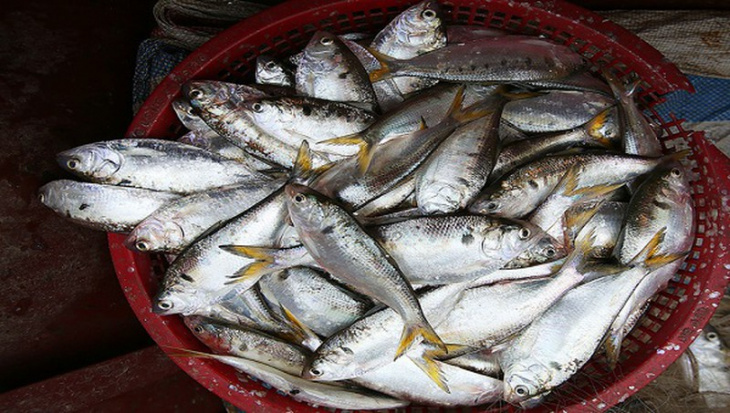 ẩm thực hải phòng, cá mòi kho kiến thụy hải phòng - đặc sản nức tiếng đất cảng