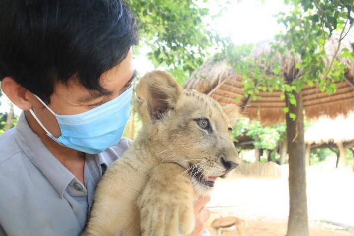 điểm vui chơi phú quốc, trải nghiệm 24 giờ làm “bố hổ”, “mẹ sư tử” tại vinpearl safari phú quốc